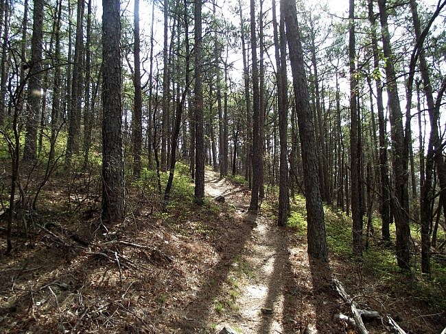 Hike on Black Fork Mountain Trail (Ouachita Forest) photo