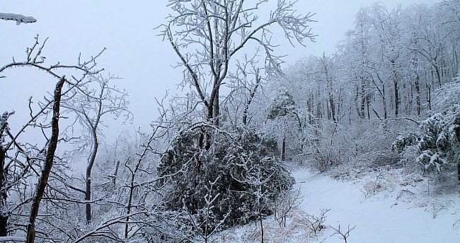 Mt. Magazine: Benefield E. Loop Trail Snow Photos, Pt. 1 photo
