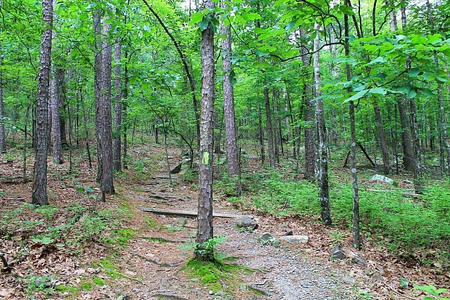 Pinnacle Mountain: Rocky Valley/East Quarry Trails – 3 mi photo