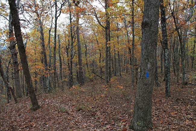 Ouachita Trail 01 Pics: FR 6014 to Winding Stair TH (21.7 to 23.7) photo