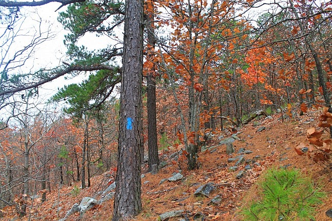 Ouachita Trail 01: Pics of FR 6010 to Deadman's Gap TH (5.8 – 8.0) photo