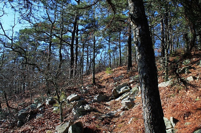 Ouachita Trail 02: Pics of Winding Stair TH to Highpoint to Saddle (23.7 to 25.8) photo