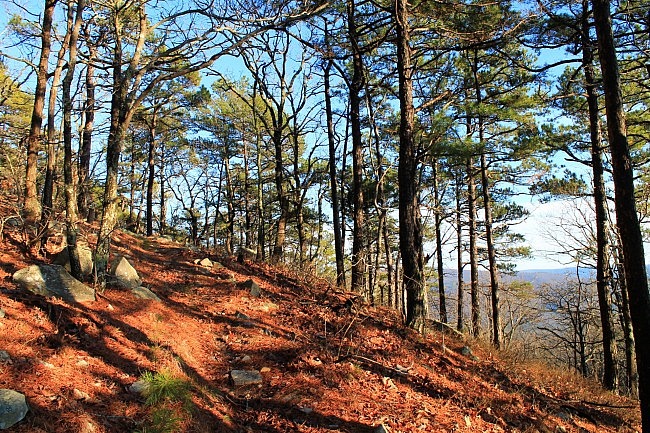 Ouachita Trail 02: Pics of Winding Stair TH to Highpoint to Saddle (23.7 to 25.8) photo