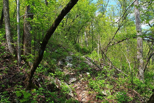 Ouachita Trail: 63.0-68.1 - MM63 on W. Fourche Mtn. to Foran Gap (Section 3) photo