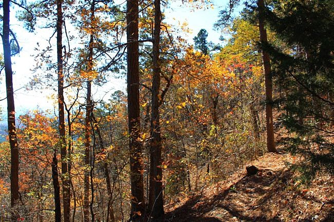 Earthquake Ridge Trail Fall Pics (Ouachita Forest) photo