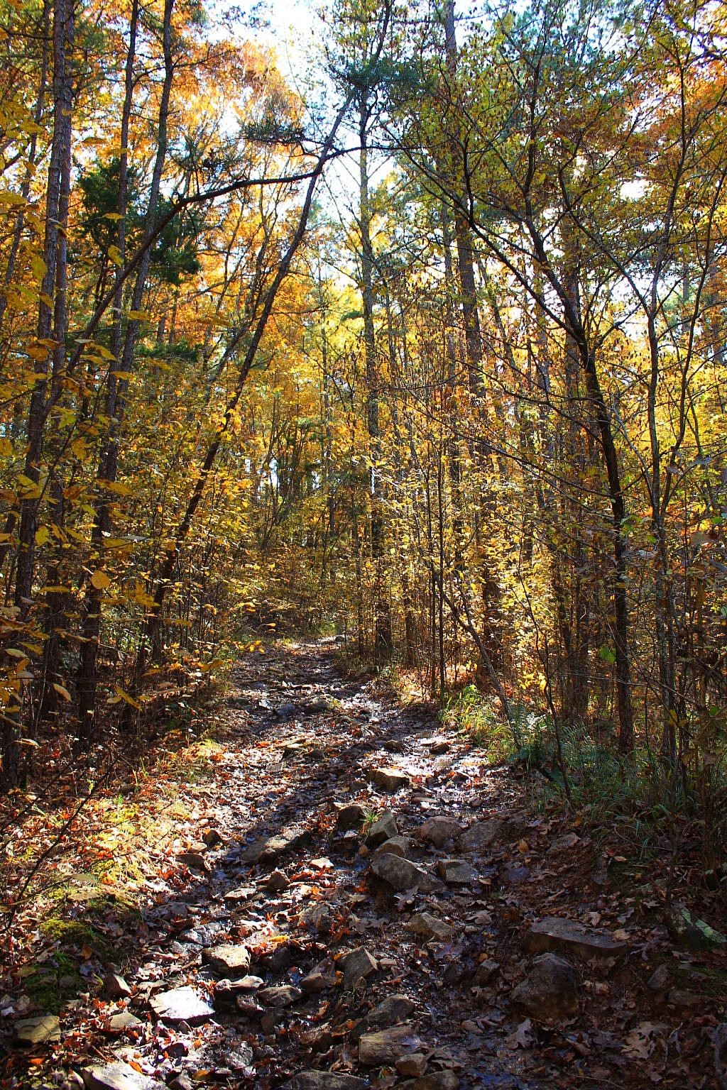 Billy Creek Trail - South Loop (Ouachita Forest) - 7 mi | Arklahoma Hiker