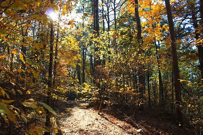 Billy Creek Trail South Loop Fall Pics (Ouachita Forest) photo
