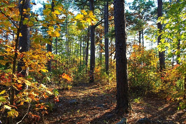 Billy Creek Trail South Loop Fall Pics (Ouachita Forest) photo