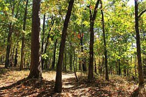 Hobbs: Hidden Diversity - Dutton Hollow Loop - 4 mi | Arklahoma Hiker