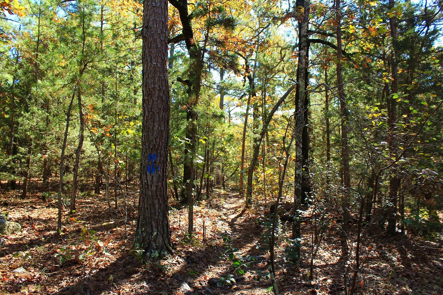 Robbers Cave: Cattail Pond/Rough Canyon Trail Loop – 4 mi | Arklahoma Hiker