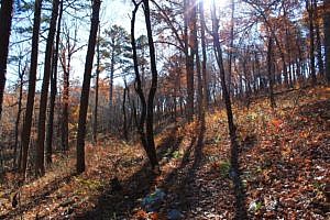 Pick a Trail - Southwest Arkansas photo