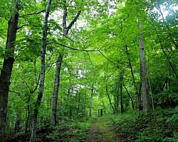 Bull Shoals: Dogwood Nature Trail (Corps Rec Area) - 3 mi (o&b) photo Bull Shoals: Dogwood Nature Trail (Corps Rec Area) - 3 mi (o&b) photo