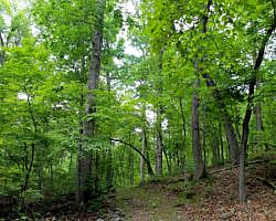 Bull Shoals: Dogwood Nature Trail (Corps Rec Area) - 3 mi (o&b) photo Bull Shoals: Dogwood Nature Trail (Corps Rec Area) - 3 mi (o&b) photo