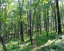 River View/Rock Wall Trails Loop (Tyler Bend/Buffalo River) - 4 mi photo River View/Rock Wall Trails Loop (Tyler Bend/Buffalo River) - 4 mi photo