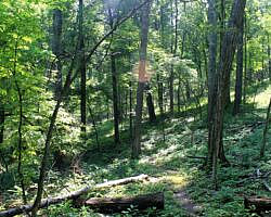 River View/Rock Wall Trails Loop (Tyler Bend/Buffalo River) - 4 mi photo River View/Rock Wall Trails Loop (Tyler Bend/Buffalo River) - 4 mi photo