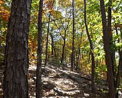 Cove Lake/Lookout Window Loop (Ozark Forest) - 4 mi photo Cove Lake/Lookout Window Loop (Ozark Forest) - 4 mi photo