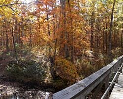 Cove Lake/Lookout Window Loop (Ozark Forest) - 4 mi photo Cove Lake/Lookout Window Loop (Ozark Forest) - 4 mi photo