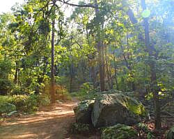 Mount Nebo: Bench Road Trail - 4 mi photo Mount Nebo: Bench Road Trail - 4 mi photo