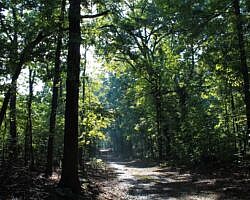 Mount Nebo: Bench Road Trail - 4 mi photo Mount Nebo: Bench Road Trail - 4 mi photo