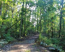 Mount Nebo: Bench Road Trail - 4 mi photo Mount Nebo: Bench Road Trail - 4 mi photo