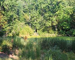 Mount Nebo: Bench Road Trail - 4 mi photo Mount Nebo: Bench Road Trail - 4 mi photo