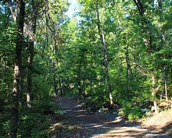 Mount Nebo: Bench Road Trail - 4 mi photo Mount Nebo: Bench Road Trail - 4 mi photo