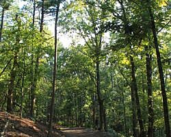 Mount Nebo: Bench Road Trail - 4 mi photo Mount Nebo: Bench Road Trail - 4 mi photo