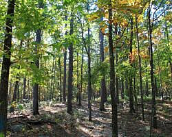 Pinnacle Mountain: Base Trail - 3 mi photo Pinnacle Mountain: Base Trail - 3 mi photo