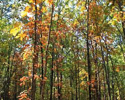 Pinnacle Mountain: Base Trail - 3 mi photo Pinnacle Mountain: Base Trail - 3 mi photo