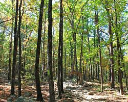 Pinnacle Mountain: Base Trail - 3 mi photo Pinnacle Mountain: Base Trail - 3 mi photo
