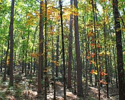 Pinnacle Mountain: Base Trail - 3 mi photo Pinnacle Mountain: Base Trail - 3 mi photo