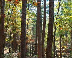 Pinnacle Mountain: Base Trail - 3 mi photo Pinnacle Mountain: Base Trail - 3 mi photo