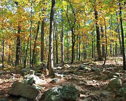 Pinnacle Mountain: Base Trail - 3 mi photo Pinnacle Mountain: Base Trail - 3 mi photo
