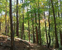 Pinnacle Mountain: Base Trail - 3 mi photo Pinnacle Mountain: Base Trail - 3 mi photo
