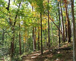 Pinnacle Mountain: Base Trail - 3 mi photo Pinnacle Mountain: Base Trail - 3 mi photo