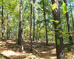 Pinnacle Mountain: Base Trail - 3 mi photo Pinnacle Mountain: Base Trail - 3 mi photo