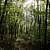 Caney Creek Trail - West (Ouachita Forest) - 11 mi (o&b) photo Caney Creek Trail - West (Ouachita Forest) - 11 mi (o&b) photo
