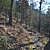 Charlton Trail (Ouachita Forest) - 8 mi (o&b) photo