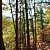 Billy Creek Trail - South Loop (Ouachita Forest) - 7 mi photo Billy Creek Trail - South Loop (Ouachita Forest) - 7 mi photo