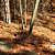 Billy Creek Trail - South Loop (Ouachita Forest) - 7 mi photo Billy Creek Trail - South Loop (Ouachita Forest) - 7 mi photo