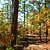Billy Creek Trail - South Loop (Ouachita Forest) - 7 mi photo Billy Creek Trail - South Loop (Ouachita Forest) - 7 mi photo
