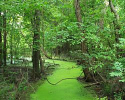 Oxley: Oxbow Lake/North Woods Trails - 2 mi photo Oxley: Oxbow Lake/North Woods Trails - 2 mi photo