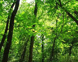 Oxley: Oxbow Lake/North Woods Trails - 2 mi photo Oxley: Oxbow Lake/North Woods Trails - 2 mi photo