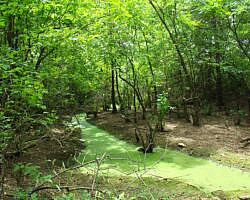 Oxley: Oxbow Lake/North Woods Trails - 2 mi photo Oxley: Oxbow Lake/North Woods Trails - 2 mi photo