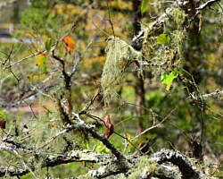 Cossatot River: Harris Creek Trail - 3 mi photo Cossatot River: Harris Creek Trail - 3 mi photo