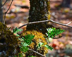 Cossatot River: Harris Creek Trail - 3 mi photo Cossatot River: Harris Creek Trail - 3 mi photo