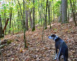 Cossatot River: Harris Creek Trail - 3 mi photo Cossatot River: Harris Creek Trail - 3 mi photo