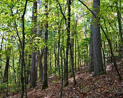 Cossatot River: Harris Creek Trail - 3 mi photo Cossatot River: Harris Creek Trail - 3 mi photo