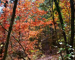 Cossatot River: Harris Creek Trail - 3 mi photo Cossatot River: Harris Creek Trail - 3 mi photo