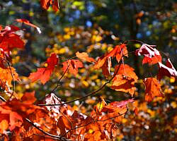 Cossatot River: Harris Creek Trail - 3 mi photo Cossatot River: Harris Creek Trail - 3 mi photo